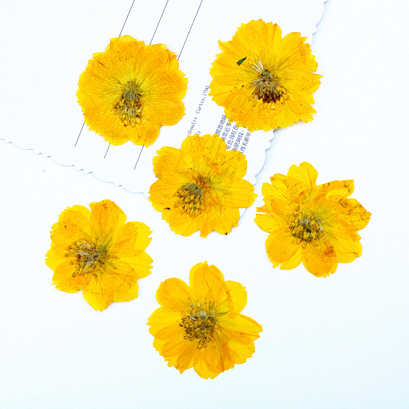 100Pcs Sulfur Chrysanthemum Pr - Resin Art Bookmark ulasan dan harga