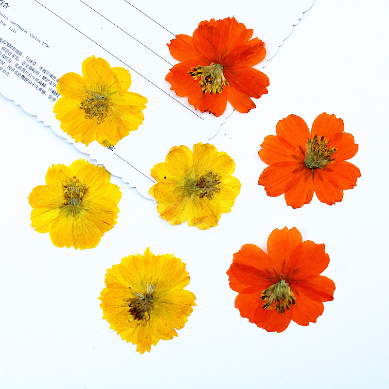 100Pcs Sulfur Chrysanthemum Pr - Resin Art Bookmark ulasan dan harga