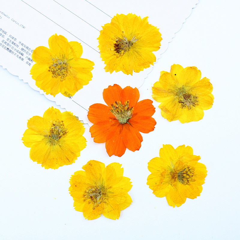 100Pcs Sulfur Chrysanthemum Pr - Resin Art Bookmark ulasan dan harga